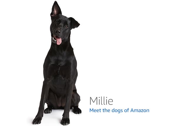 SimplyGoodCoffee Coffee Maker (Glass Carafe) - 8 Cup Automatic Drip